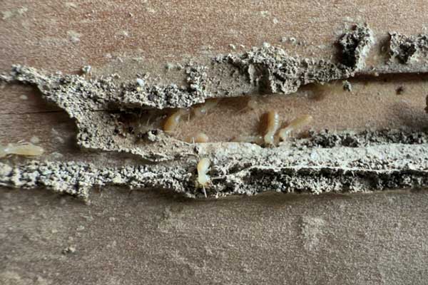 木材の腐食やシロアリ被害